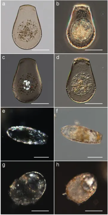 Figure 1c is unclear and requires further elucidation. Test scales and/or sand grains adsorbed on the test surface are also highlighted by polarization microscopy ~Fig