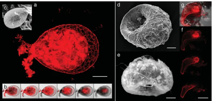 Figure 2. Shell ~test! shapes and surface structures visualized by CLSM, SEM, and ESEM