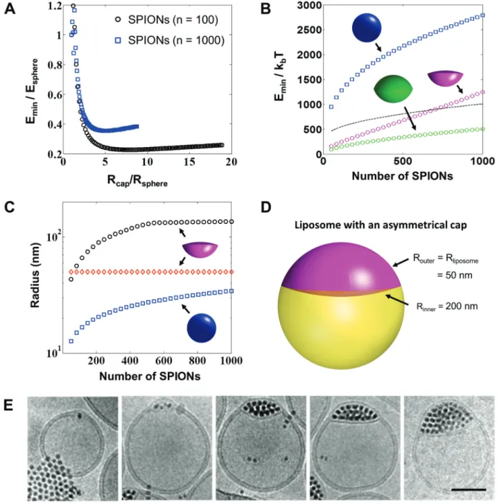 Figure 5 The energetics behind cluster-sized inclusions in between a phospholipid membrane