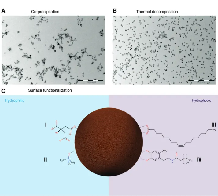 Figure 2 Transmission electron micrographs of SPIONs obtained by co-precipitation (A) or by thermal decomposition (B)