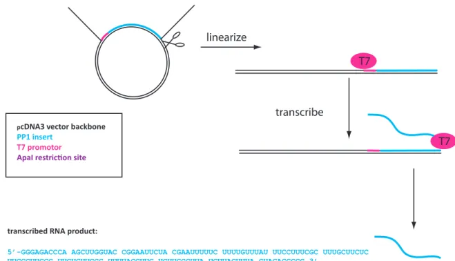 Figure 1. Schematic of ssRNA Pentaprobe production. pcDNA3.1 vector containing a dsDNA Pentaprobe sequence under the control of a T7 promoter site is linearized and the in vitro transcribed to produce a ssRNA sequence encoding the Pentaprobe sequence