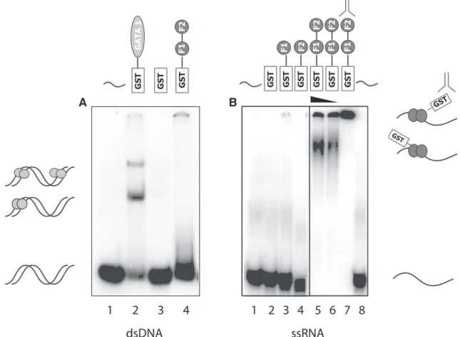 Figure 3. Pentaprobe nucleic acid binding by the zinc ﬁngers of ZRANB2. GST, GST-F1, GST-F2 and GST-F12 (15 mM) were incubated with