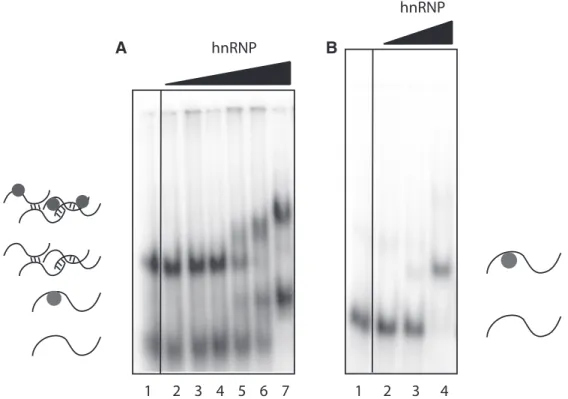 Figure 6. ZNF180 binding to RNA Pentaprobe sequences. REMSAs showing PP3 incubated with increasing amounts of ZNF180ZF.
