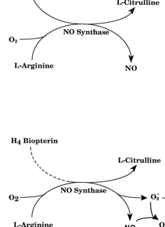 Fig. 1. Schematic representation of nitric oxide synthase (NO synthase)