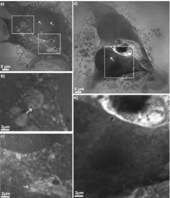 Figure 5. Collages of X-ray micrographs of initially living VSMCs in CO 2 -independent medium, with a smallest pixel size of 50 nm, recorded at 300 eV