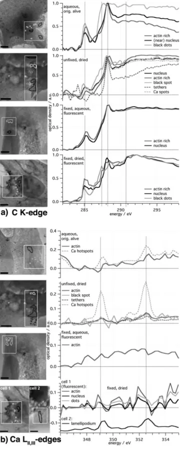 Figure 6. NEXAFS spectra from distinct areas from the cells, prepared in the four described different ways: ~a! at the C K-edge