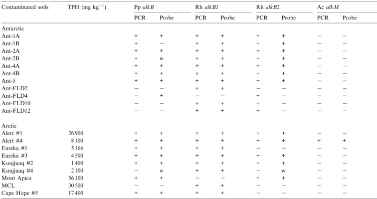 Fig. 1. Detection of Rh alkB2 by PCR analysis and Southern hybridization in Antarctic soils