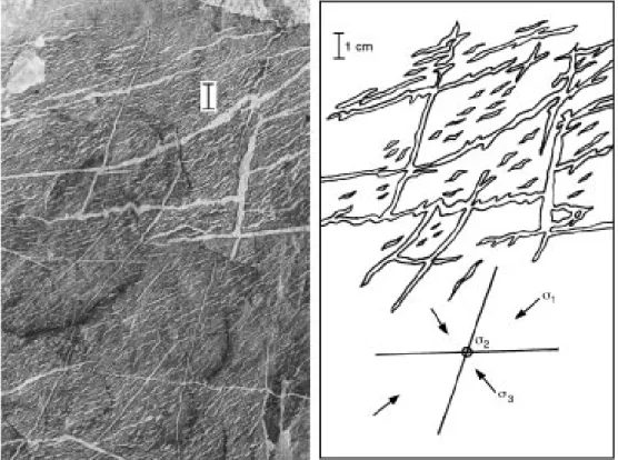 Fig. 2. Veining in a Fuerteventura migmatite. The small sigmoid veins are parallel to r 1 and the intersection of the larger conjugate veins defines r 2 .