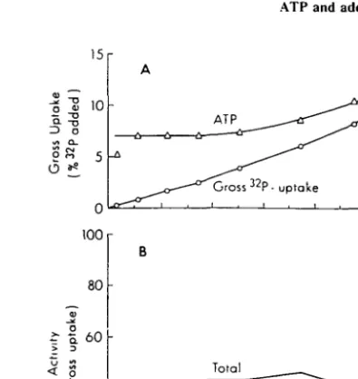 Fig. 1. Kinetics of &#34;P-uptake into different imracellular fractions at Ocean Station (off Kaneohe Bay).(A)  32 P activity in paniculate matter  ( &gt; 0 