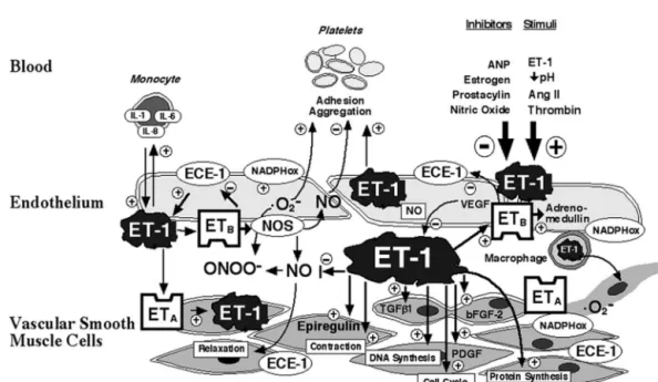 Fig. 1. Interactions between endothelin-1, vasoactive mediators, blood cells, and the arterial vessel wall: ET-1 is generated within endothelial and vascular smooth muscle cells in response to stimuli, such as angiotensin II, thrombin, decreased pH, and al