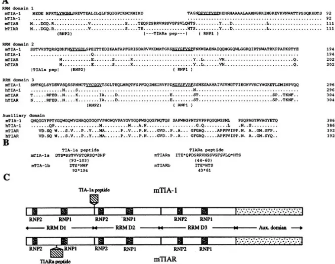 Figure 1. Comparison of the mTIA-1, mTIAR, hTIA-1 and hTIAR amino acid sequences. (A) The primary structure of mTIA-1 deduced from cDNA is shown using the standard single-letter code and is compared with the mouse mTIAR (this study), human hTIA-1 (13), and