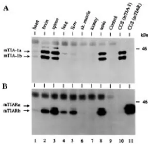Figure 2. mTIA-1 and mTIAR mRNA tissue expression. Northern blot analysis of poly(A) +  RNA isolated from different mouse tissues using a radiolabeled (A) mTIA-1 cDNA probe, (B) mTIAR cDNA probe or (C) β-actin cDNA probe
