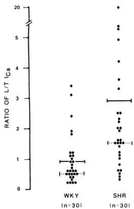 Figure 1. Ratios of sustained (L) to transient (Γ) calcium current  were greater in SHR than WKY isolated vascular muscle cells  measured under whole cell voltage-clamp conditions