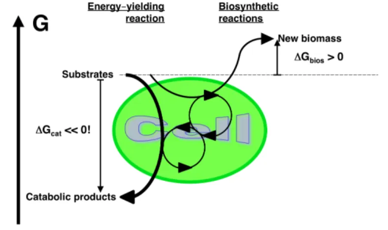 Figure 10. Gibbs energy transduction from energy-yielding to biosynthetic reactions. The latter may be bioenergetically “up-hill” and might proceed from biomass to substrate if left alone