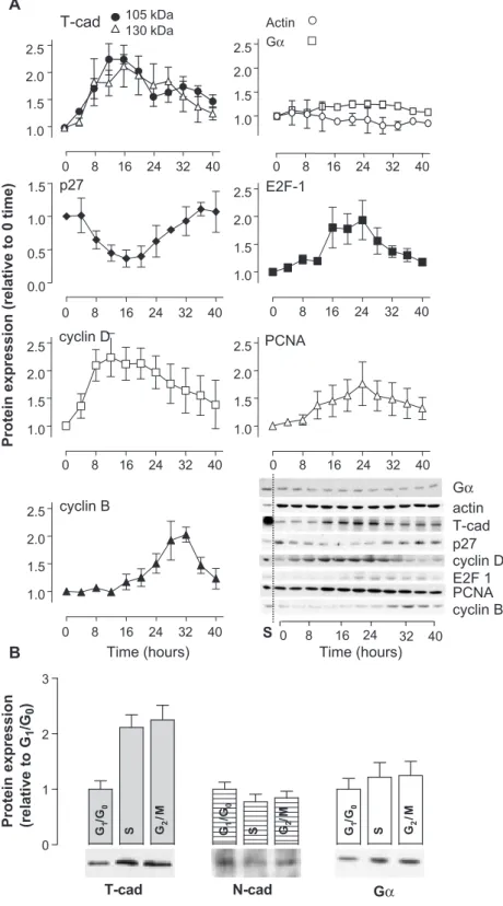 Fig. 1. Cell-cycle-associated alterations in T-cad protein expression in rSMC. Panel A