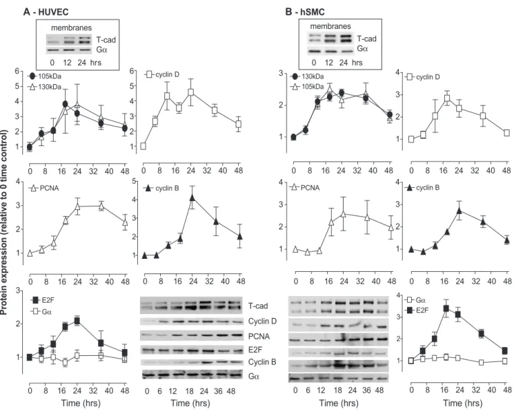 Fig. 2. Cell-cycle-associated alterations in T-cad protein expression in human vascular cells