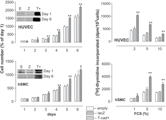 Fig. 4. Cell growth is increased in T-cad overexpressing hSMC and HUVEC. Cells infected with empty-vector (open bars, E), vector carrying LacZ (striped bars, Z) or T-cad cDNA (filled bars, T+) were compared with respect to their proliferation rates by cell