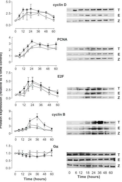 Fig. 6. Analysis of cell-cycle markers in control and T-cad overexpressing hSMC. Lysates of hSMC infected with empty vector (E, open circles) and vectors carrying LacZ (Z, open triangles) or T-cad cDNA (T, filled circles) prepared at consecutive intervals 