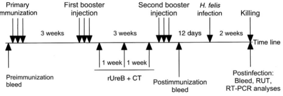 Figure 1. Experimental setting for the prophylactic immunization of mice with recombinant Lactobacillus strains (upper part of the time line).