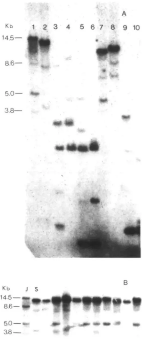 Table 1. Single locus segregation and x 2  analysis for the lectin genes in an F 2  population from JI1794 x Slow Kb 14.5— 8.6— 1 2 3 4 P , 5 6 7 8 9 10 • Probe pPS 15-50pEA207 Ratio in progeny" Slow Het.6 128 12 JI179495 X 2 1.000.76 P .61.68 5.0— 3.8