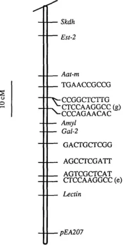Figure 3. A portion of linkage group 7, showing the positions of the lectin genes and the lectin-like cDNA clone pEA207 relative to five isozyme loci and eight RAPD markers