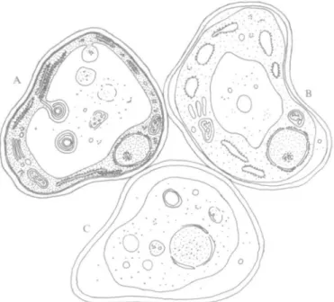 FIG. 4. Morphological changes in mesophyll cells of the senescing Ipomoea corolla.