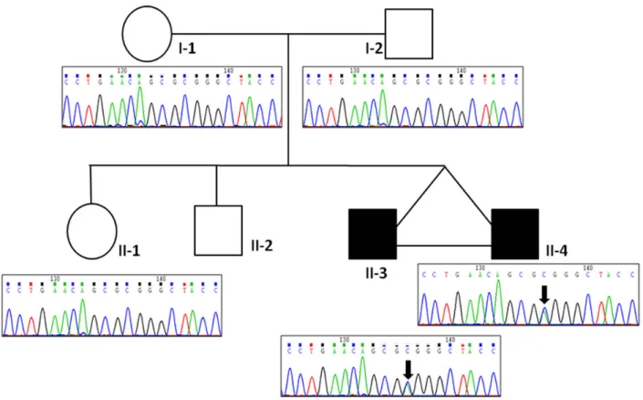 Figure 1. Pedigree structure of family EPI-ORA-AFF. Sanger sequencing traces showing the c.C116A ( p.A39E) mutation in exon 2 of the GAL gene
