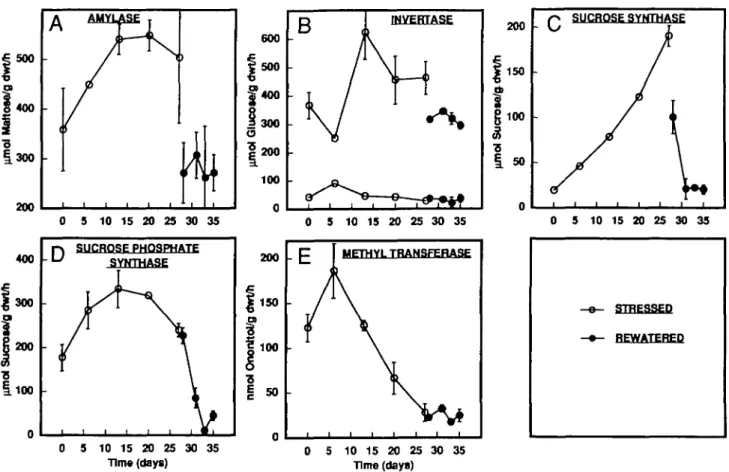 FIG. 5. Effect of drought stress on the activities of some enzymes of the carbohydrate metabohsm in pigeonpea leaves