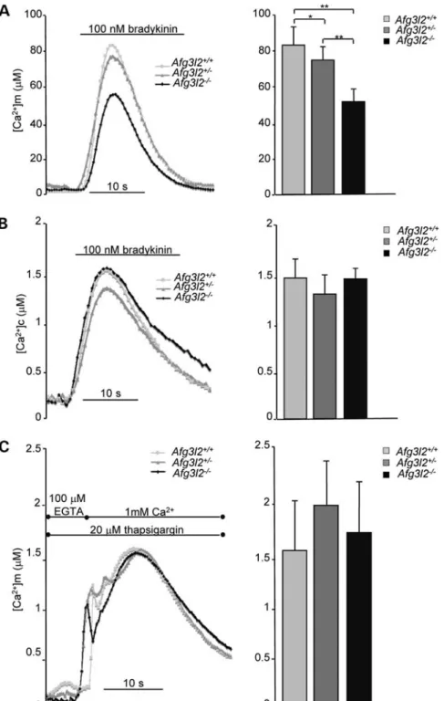 Figure 1. Loss of Afg3l2 reduces mitochondrial Ca 2+ uptake. (A and B) [Ca 2+ ] m and [Ca 2+ ] c in Afg3l2 MEFs of the indicated genotypes measured by aequorin probes (mtAEQmut and cytAEQ)