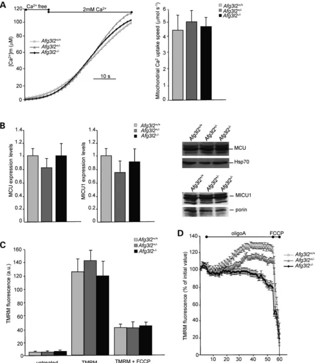 Figure 2. Mitochondrial Ca 2+ uptake speed and electrochemical gradient are unaffected in Afg3l2 2/2 cells