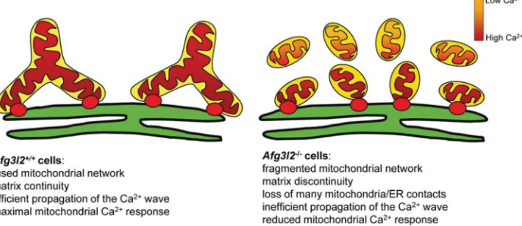 Figure 6. Model explaining the defective Ca 2+ buffering in Afg3l2 2/2 cells. The red dots represent ER-mitochondria Ca 2+ transmission sites