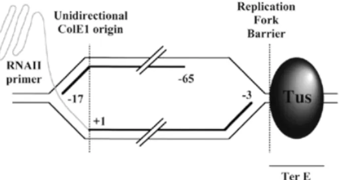 Figure 8. Diagram of the structure of a replication bubble where initiation occurred at the ColE1 origin and the replication fork stopped at the Ter–TUS complex