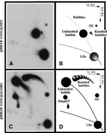 Figure 1. Maps of the plasmids used in this study. (A) Map of pBR18-TerE@StyI showing the relative position of its most relevant features: the ColE1 unidirectional origin, the E.coli terminator TerE, the ampicillin resistance and rop genes and the recognit