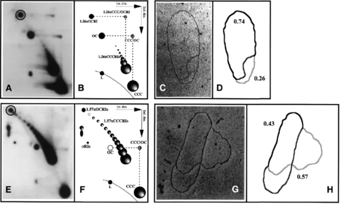 Figure 3. 2D gels and electron microscopy confirmed that in vivo partially replicated forms of pBR18-TerE@StyI and pBR18-TerE@EcoRI accumulated with the predicted masses