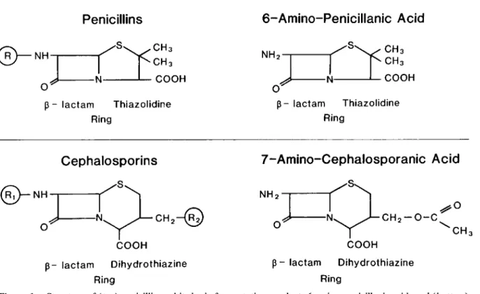 Figure 1. Structure of (top) penicillin and its basic fermentation product, 6-amino-penicillanic acid, and (bottom) cephalosporin C and its basic fermentation product, 7-amino-cephalosporanic acid