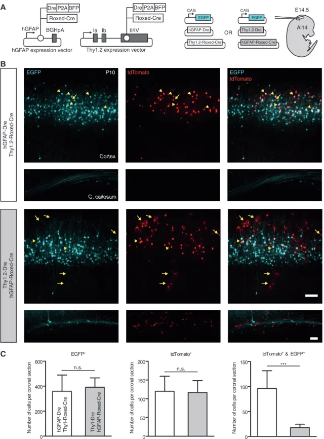 Figure 5. Sequential expression of Co-Driver components during development of the mouse neocortex