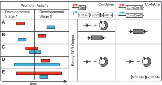 Figure 6. Binary Co-Driver and Co-InCre recombinase systems for sequential and coincidental conditional transgenesis