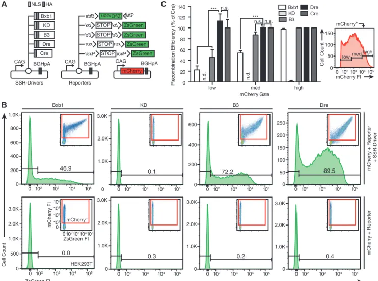Figure 1. Evaluation of Co-Driver candidate recombinases. (A) Diagrams of standardized SSR-driver and respective reporter plasmids that are co- co-transfected with a constitutively expressing mCherry plasmid into HEK293T cells