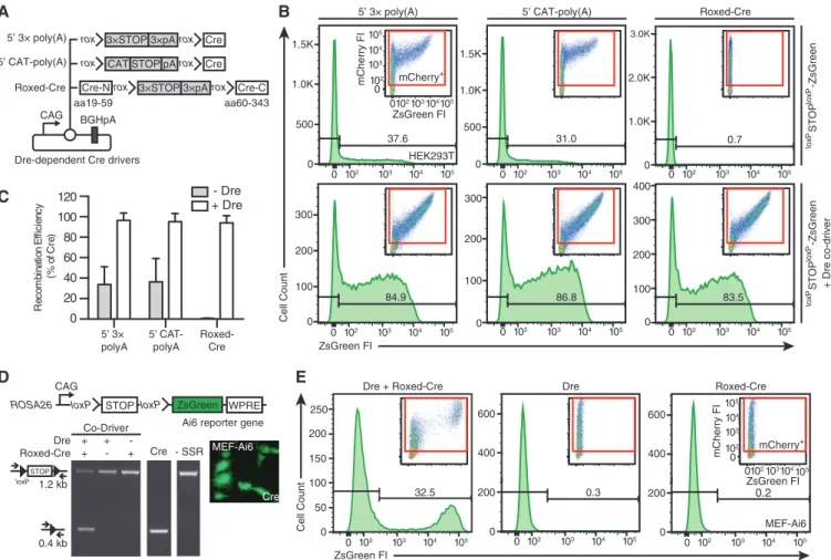 Figure 2. Dre-dependent activation of Cre. (A) Diagram depicting Dre-dependent Cre driver candidates 5 0 3 poly(A), 5 0 CAT-poly(A) and Roxed- Roxed-Cre with distinct rox-ﬂanked STOP cassette conﬁgurations