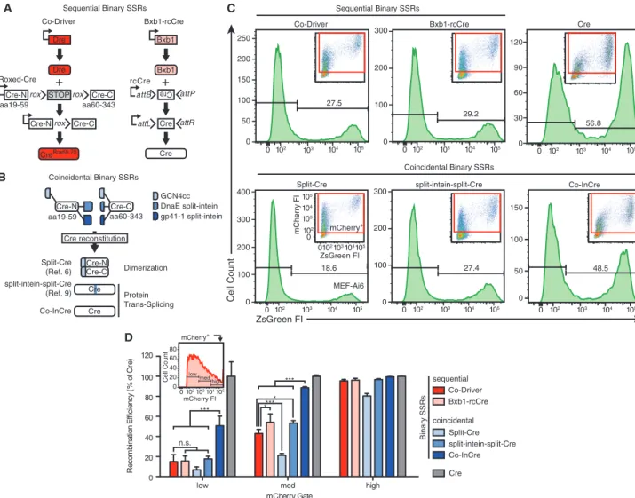 Figure 3. Recombination efﬁciency of Co-Driver and Co-InCre. (A) Sequential binary SSRs Co-Driver and Bxb1-rcCre comprise expression con- con-structs for the primary recombinases Dre and Bxb1, which subsequently activate expression of functional Cre by rem