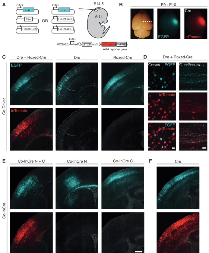 Figure 4. Co-Driver and Co-InCre trigger efﬁcient recombination in the developing mouse brain