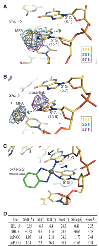 Figure 6. Time lapse X-ray crystallography reveals that DNA structure modulates Pt adduct chelation rate