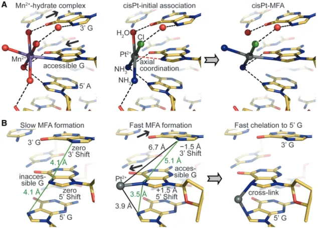 Figure 7. Mechanistic features of Pt drug adduct formation. (A) The relationship between monofunctional association of octahedral transition metals (left) and MFA formation by square planar Pt compounds (centre and right)