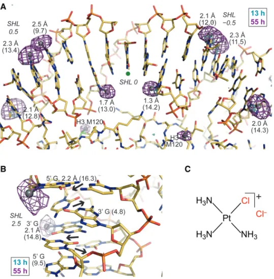 Figure 1. Monofunctional Pt adduct formation in the nucleosome core. (A and B) Anomalous difference electron density maps (3.5s-cyan, 4.5s-magenta, A; 3.5s, B) from 13- and 55-h tamPt treatments of NCP145 (A) and NCP146b (B) are superimposed on the respect
