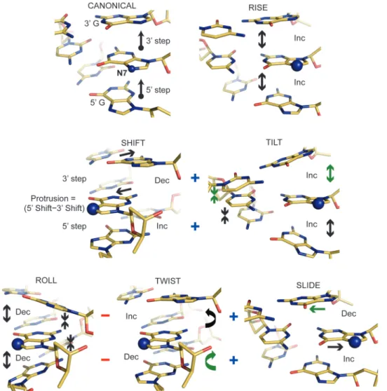 Figure 3. Inﬂuence of DNA conformational elements on solvent accessibility within the major groove