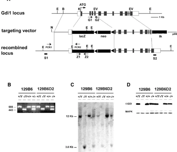 Figure 1. Targeted disruption of the Gdi1 gene by homologous recombination. (A) Scheme of the structural organization of the Gdi1 gene (top), of the targeting vector (middle) and of the mutated Gdi1 gene (bottom)