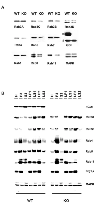 Figure 4. Analysis of bGDI and Rab proteins in cortex of WT and KO mice. (A) Western blot of total extracts of two pooled brain cortexes of 129B6D2 mice, fractionated on 10% SDS–PAGE gels and analyzed with the antibodies to the Rab proteins indicated below