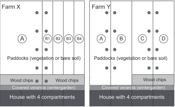 Figure 1. Sketch of experimental setup at farms X and Y. Capitals in circles (A–D) denote paddocks; paddock B on  farm X is subdivided into 4 runs (B1–B4)