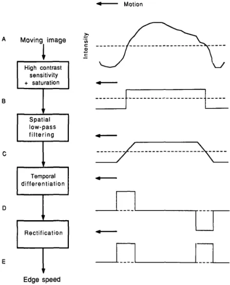 Fig. 12. A simple neural scheme proposed for measurement of the angular speed of an image, independently of its structure or contrast