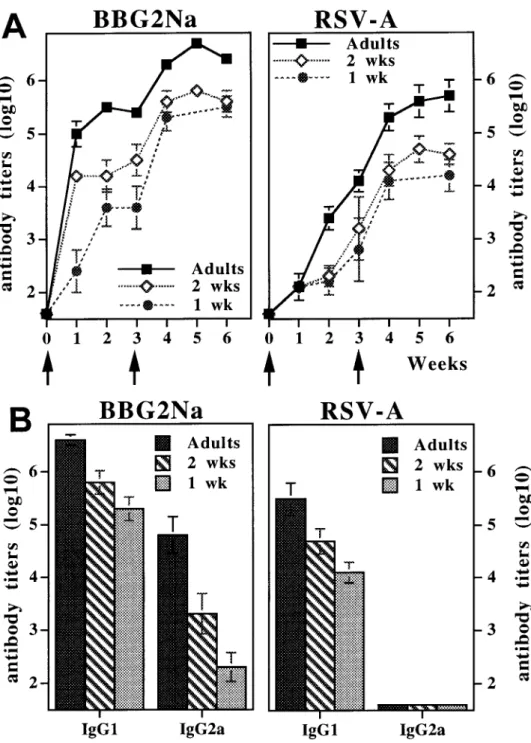 Figure 2. Antibody responses in- in-duced by neonatal immunization with BBG2Na. Mice were primed in neonatal period or as adults and boosted 3 weeks later with BBG2Na (20 m g)